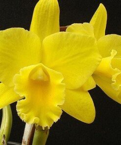 POT. LUNA JAUNE X BLC GOLDENZELLE - CORTE ADULTO
