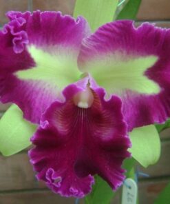 LC. PREM `FONG YUEM´ ADULTA
