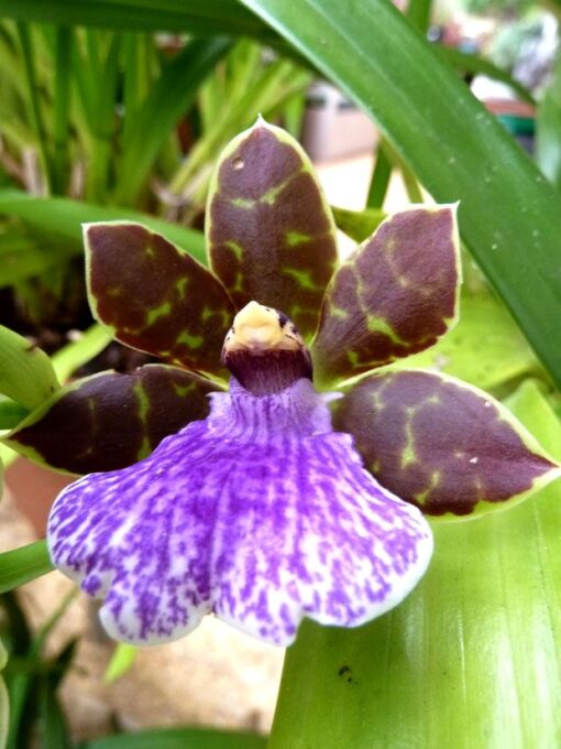 ZYGOPETALUM HÍBRIDO NBS