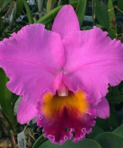 BLC. TOSHIE AOKI 'ROBIN' X BLC. CHINA LADY ORCHIS - CORTE ADULTO
