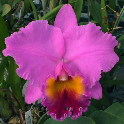 BLC. TOSHIE AOKI 'ROBIN' X BLC. CHINA LADY ORCHIS - CORTE ADULTO
