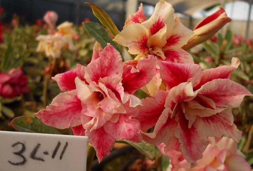 ROSA DO DESERTO 3L-11