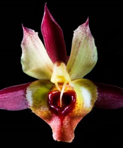 CATASETUM OSCULATUM X SPITZII  - MUDA 5 A 10CM
