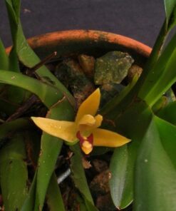 MAXILLARIA DISCOLOR