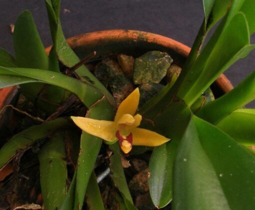 MAXILLARIA DISCOLOR