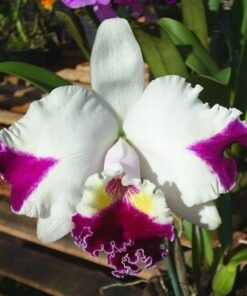 LC MILD COMPTON X LC RED EMPRESS X LC SHELLIE COMPTON BIG CHINA - CORTE ADULTO