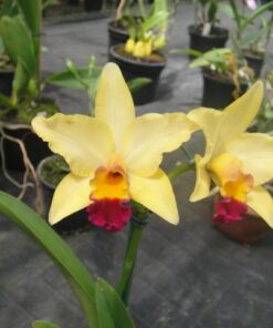 LC. TOKYO MAGIC `GOLDEN SUN´ ADULTA