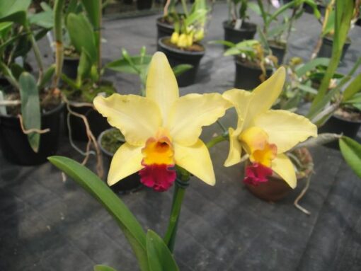 LC. TOKYO MAGIC `GOLDEN SUN´ ADULTA