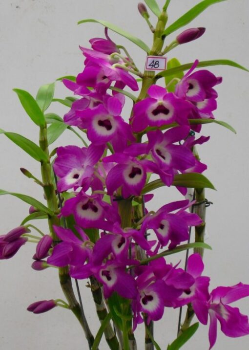 DENDROBIUM HÍBRIDO D48  PRÉ ADULTO