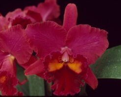 POT. HAUSERMANN'S TREASURE " RED VELVET" ADULTA