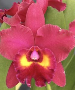 BLC. EDISTO NEW BERRY X BLC. RED CRAB ADULTA