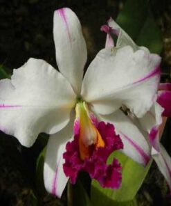 BLC. SECUNDINA VIZCARRA `HAWAII´ ADULTA