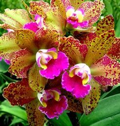 BLC. WAIANAE LEOPARD 'CHING HUA' X DURIGAN MUDA