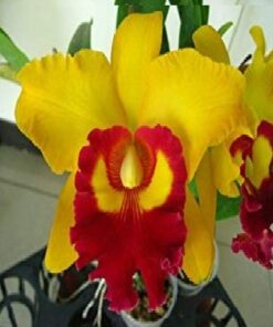 BLC.CHUNYEAH x HOLMES MENDENHAL ADULTA