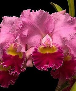 C. HORACE MAXIMA X BLC. CHIA LIN `NEW CITY´ ADULTA
