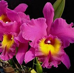 BLC NAN CHANG SILK OLIMPIC TORCH ADULTA
