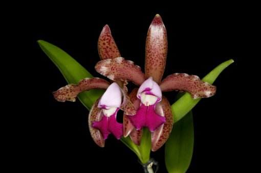 CATTLEYA LEOPOLDI VINICOLOR - MUDA DE 5 A 10CM