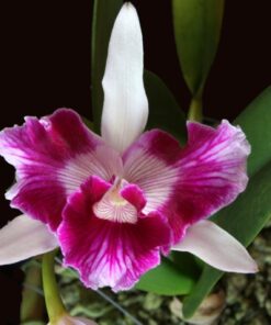 LAELIA PURPURATA TRILABELO COERULEA X PURPURATA - CORTE ADULTO