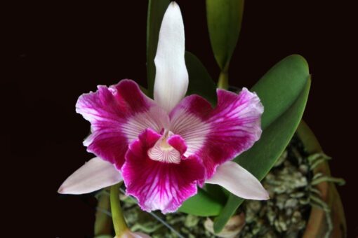 LAELIA PURPURATA TRILABELO COERULEA X PURPURATA ADULTA