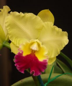 BLC. GOLDENZELLE " TAIDA" X BLC. TOSHIE AOKI "ROBIN" ADULTA
