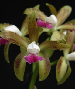 C. LEOPOLDI SEMI ALBA X SIBLING
