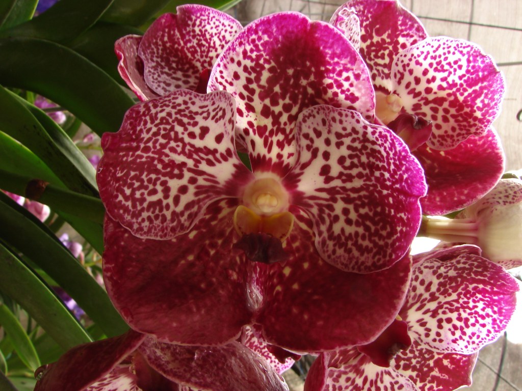 VANDA ROBERT DELIGHT RED SPOT