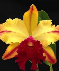 BLC. NOBILES TROPICAL SUNSET X BLC. CHINESE BRONZE AMARELA FLAMEA