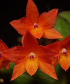 SLC.AYRTON SENNA X S. CERNUA ADULTA