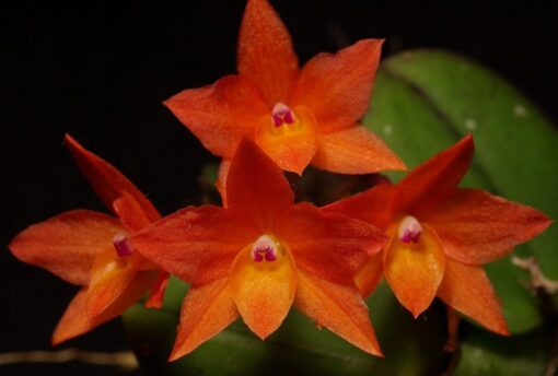 SLC.AYRTON SENNA X S. CERNUA ADULTA
