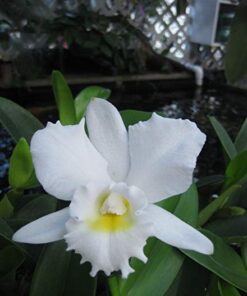 C. JULIA WHITE - CORTE ADULTO