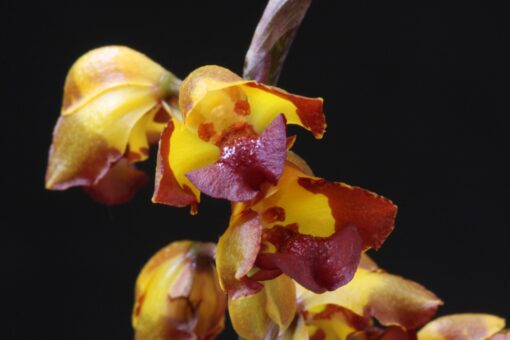 BAPTISTONIA SILVANA MUDA