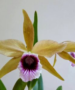 L. TENEBROSA BOA X VERDE