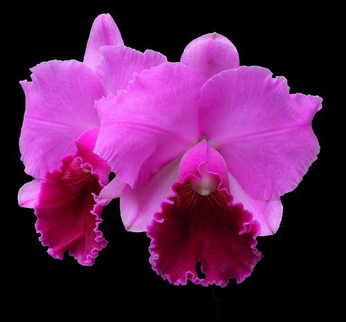 LC. ZUKI NIGLLA X MEMORIA CRISPIM ROSALES ADULTA