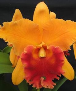 BLC. LINDA FISK `CASEY´ ADULTA