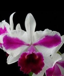 LC. REMO PRADA `CROWN´ ADULTA
