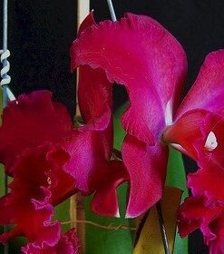 BLC. ROSE WHISPER 'SUISEI' X BLC. VALEZAC MAGIC FIRE ADULTA