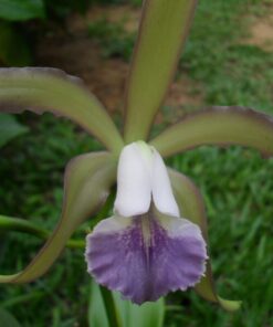 C. DI POZZI TIZIANO COERULEA X C. AMETHYSTOGLOSSA COERULEA