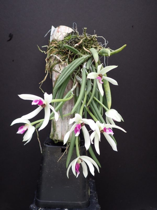 LEPTOTES BICOLOR  LEQUE ADULTO