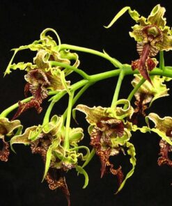 DENDROBIUM SPECTABILE ADULTO