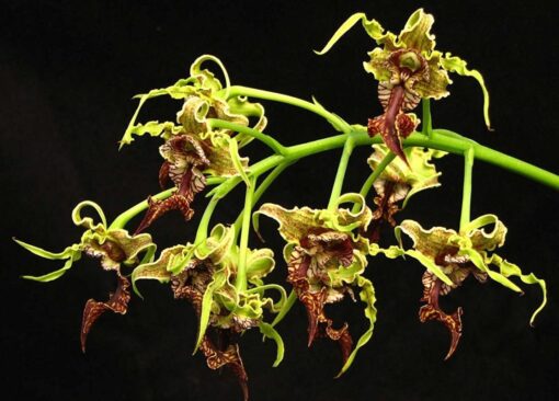 DENDROBIUM SPECTABILE ADULTO