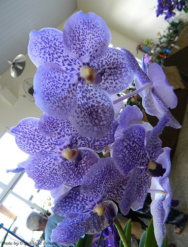 VANDA TARAB X BLUE PRÉ ADULTA