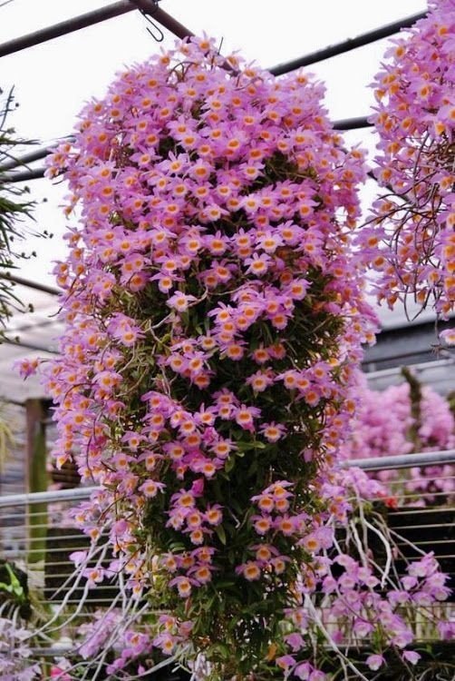 DENDROBIUM LODIGESI ADULTO