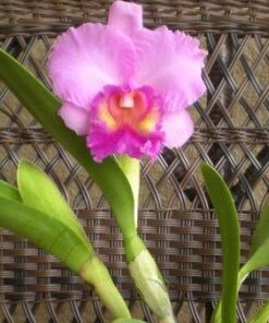 C.EROS X LC CASITA'S S PRÉNG ADULTA