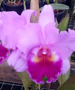BLC. ROSE WHISPER `SUISEI´ ADULTA