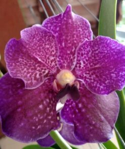 VANDA FUCHS DELIGHT BLUE X V. DR. ANEK