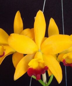 LC. TROPICAL TRICK MACHADO  PRÉ ADULTA