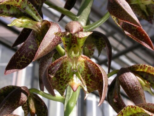 CATASETUM CERNUUM  ADULTO
