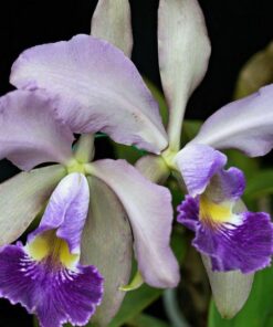 C. WHITEI COERULEA ADULTA