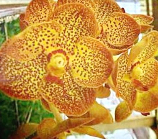 VANDA KULTANA GOLD X SAME ADULTA