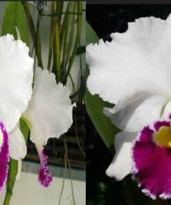 LC. MELODY FAIR X LC. MISHIMA FLASH ADULTA